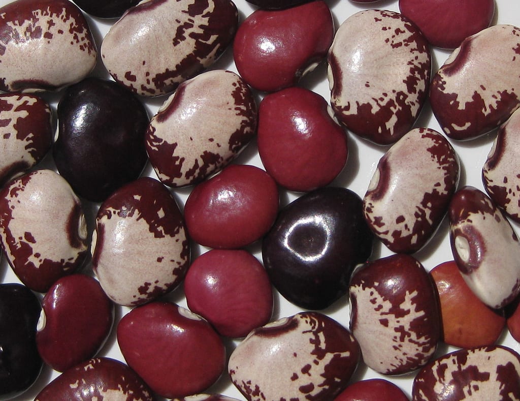 Garrofón (Phaseolus lunatus): cultivo, cosecha y consumo seguro
