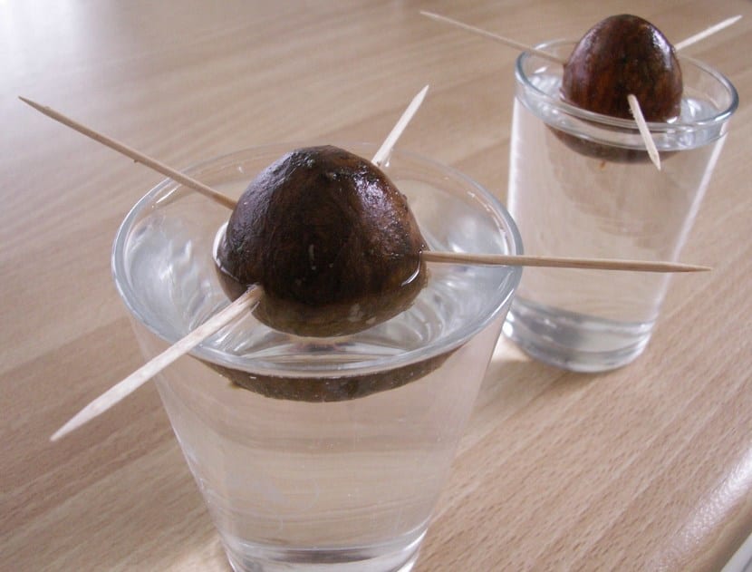 Germinación aguacate
