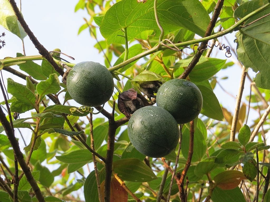 Hojas y frutos de la granadilla