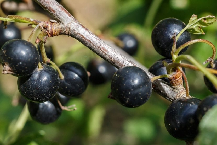 Grosella negra