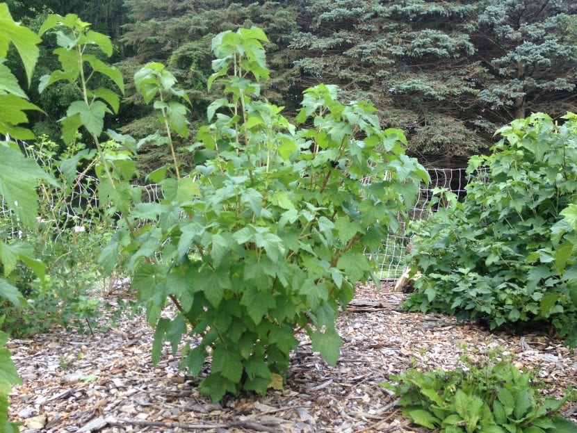 Planta de Ribes nigrum