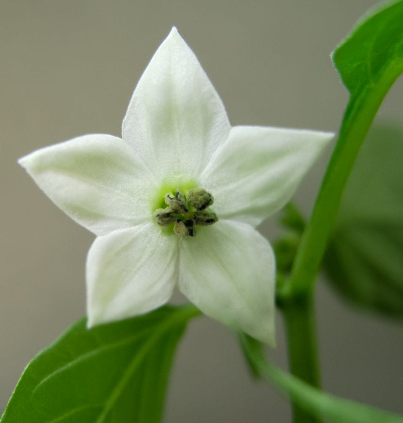 Planta de chile en flor