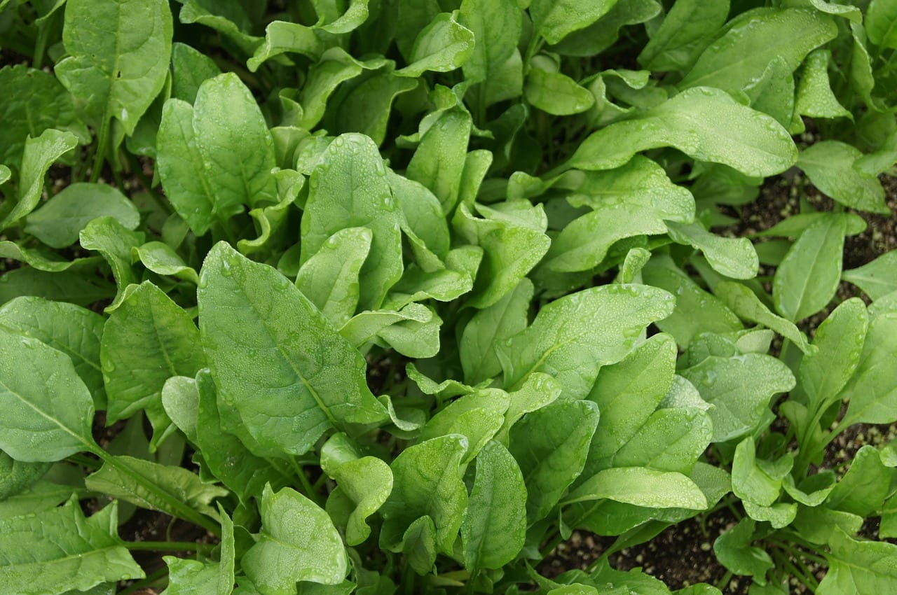 Espinacas, unas hierbas que se pueden cultivar en maceta