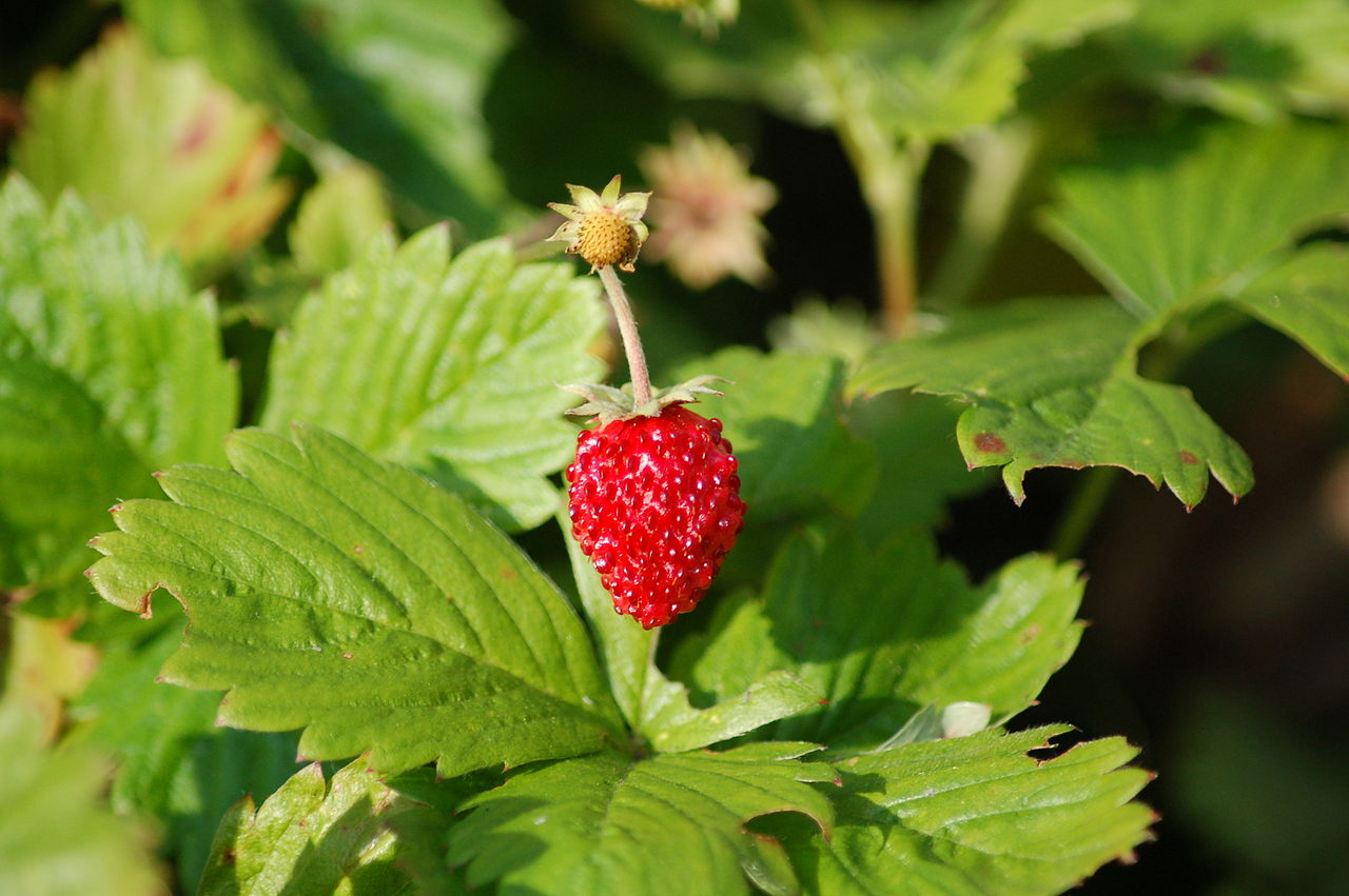 La planta de la fresa es pequeña, y comestible