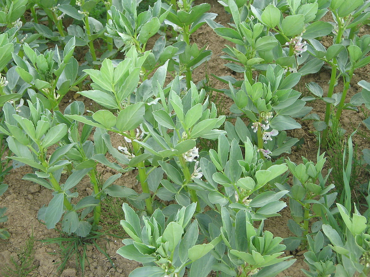 Las habas son plantas que producen semillas comestibles