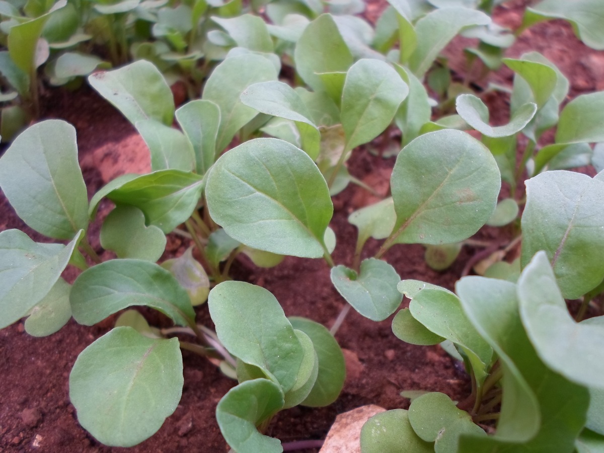 Las rúculas son buenas plantas para huertos urbanos