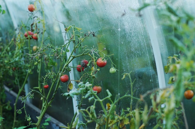 tomates en rama