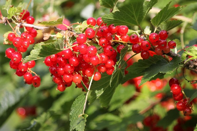 Ribes rubrum es el nombre científico de la grosella