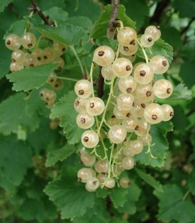 Además de grosellas rojas también hay grosellas blancas