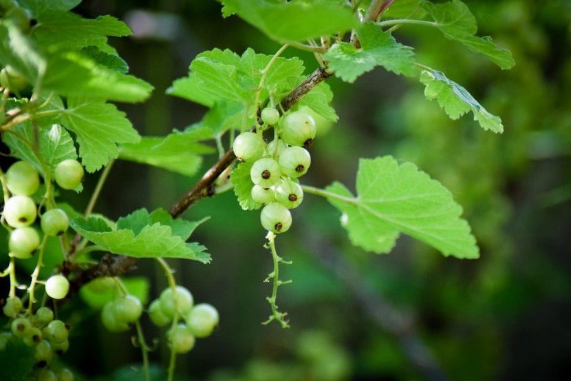 Aprende a cultivar la grosella con nosotros