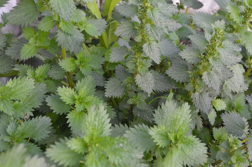 una planta util en el huerto