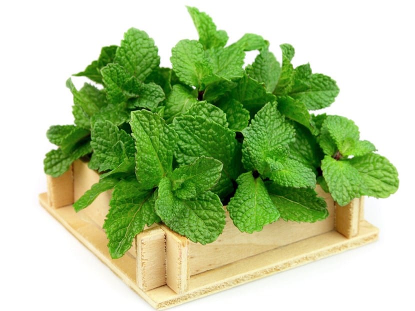 Menta