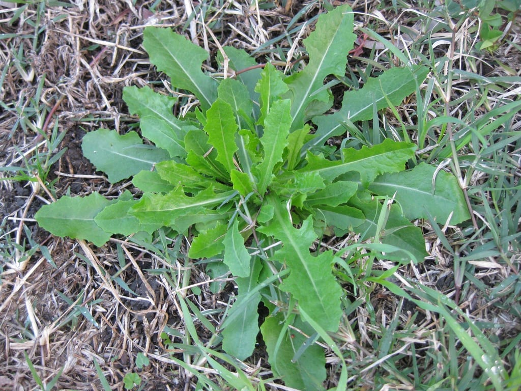 Lactuca serriola: identificar y manejar la lechuga silvestre