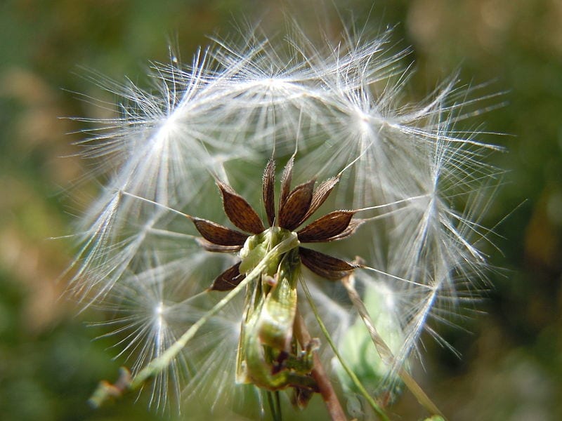 Semillas de Lactuca serriola