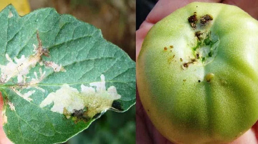 estos insectos ocasionan muchos danos a los tomates