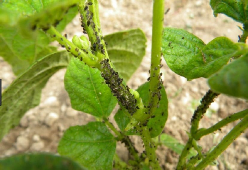 este insecto ocasiona muchos daños al tomate