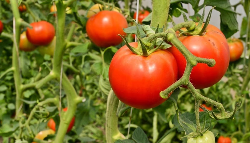 plagas del tomate