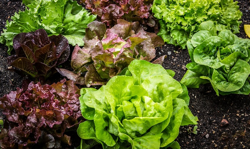 Hojas de la lechuga batavia