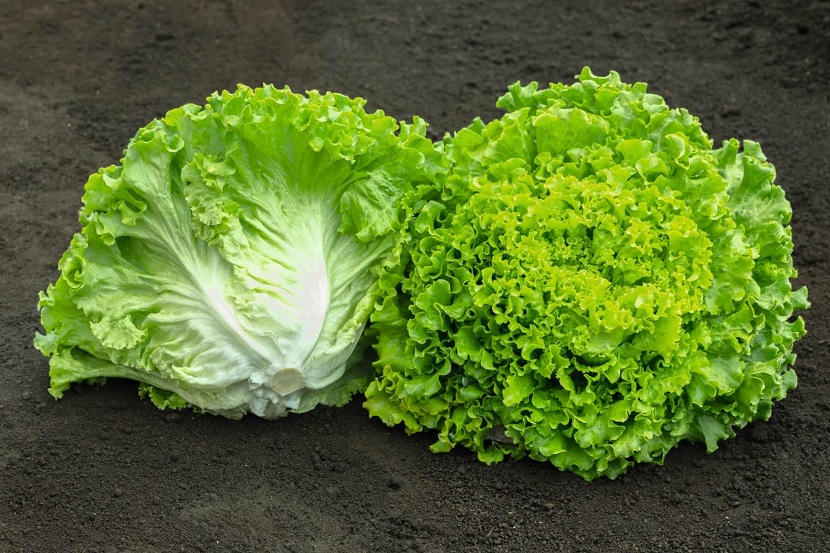 Lechuga batavia