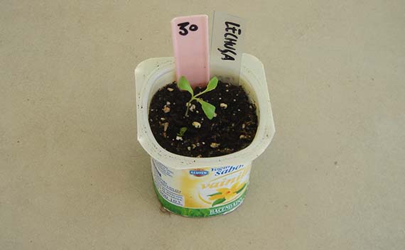 Lechuga en maceta: guía de siembra, riego y cosecha