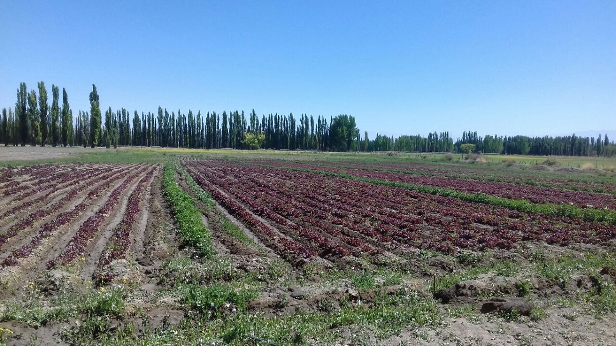 Cultivo de lechuga maravilla