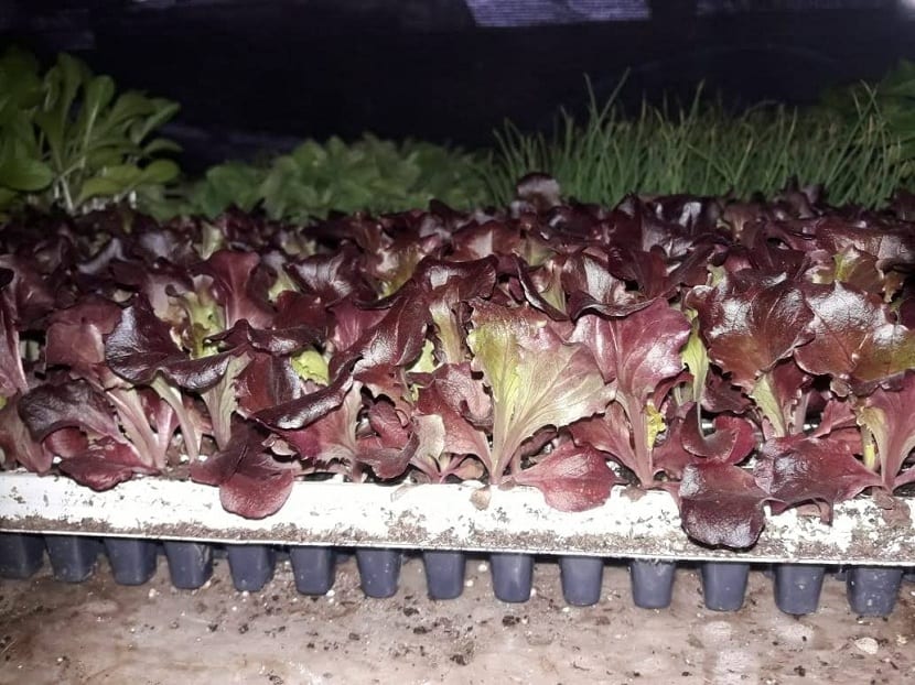 Cultivo de lechuga morada