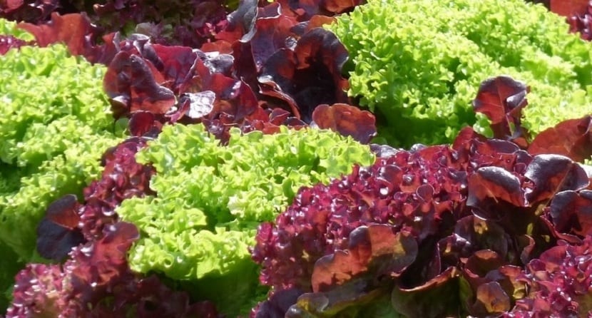 variedades de lechuga