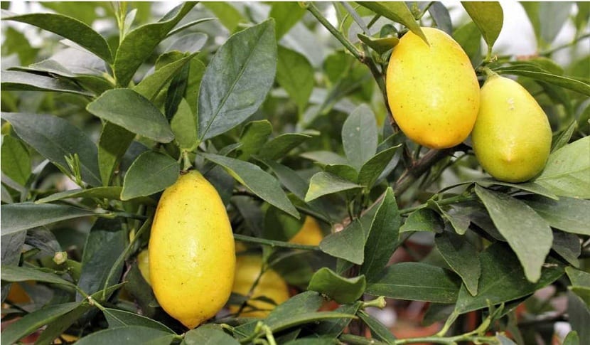 Cítrico limequat