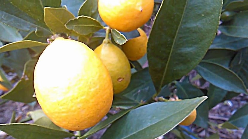 Detalle del limerquat