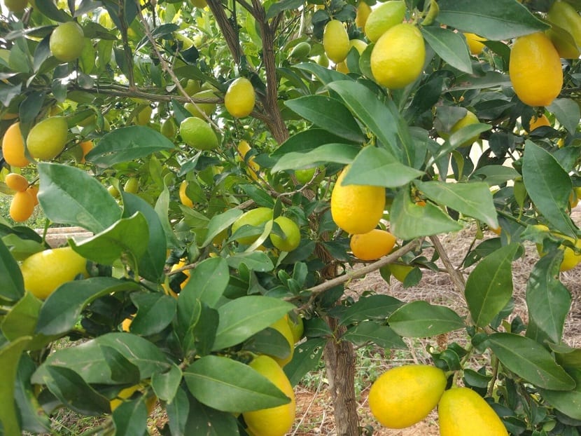 Frutos del limequat