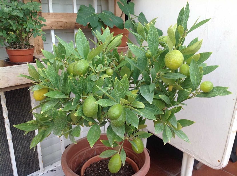 Limequat