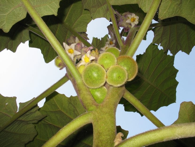 Los frutos del lulo son redondos