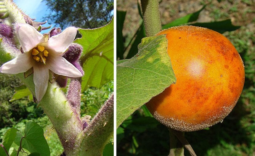 Vista de la flor y fruto maduro del lulo