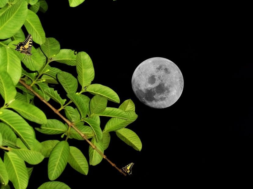 Luna y árbol