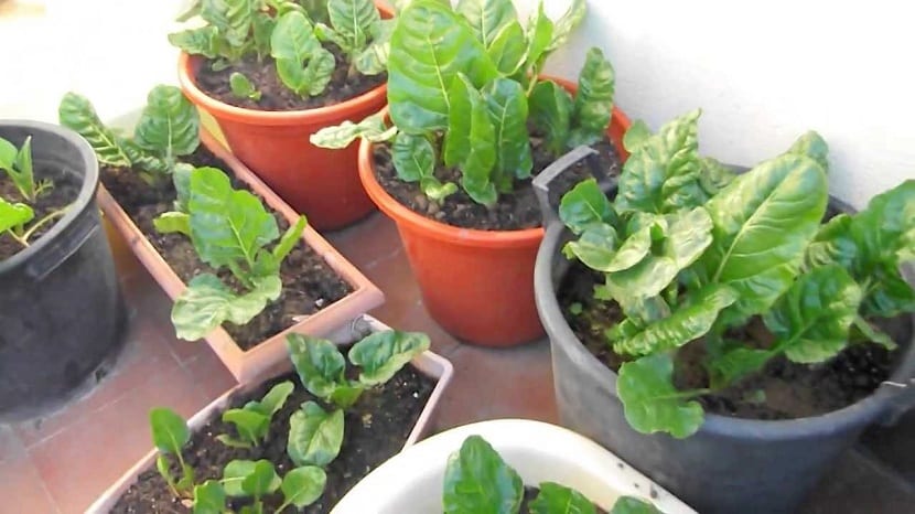 Plantas necesarias en un macetohuerto