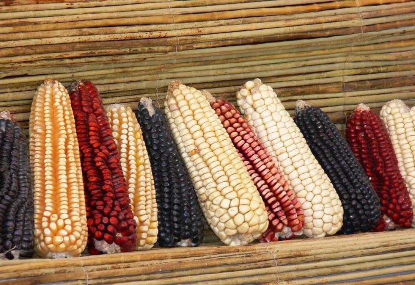 mazorcas de diferentes colores expuestas a la vista