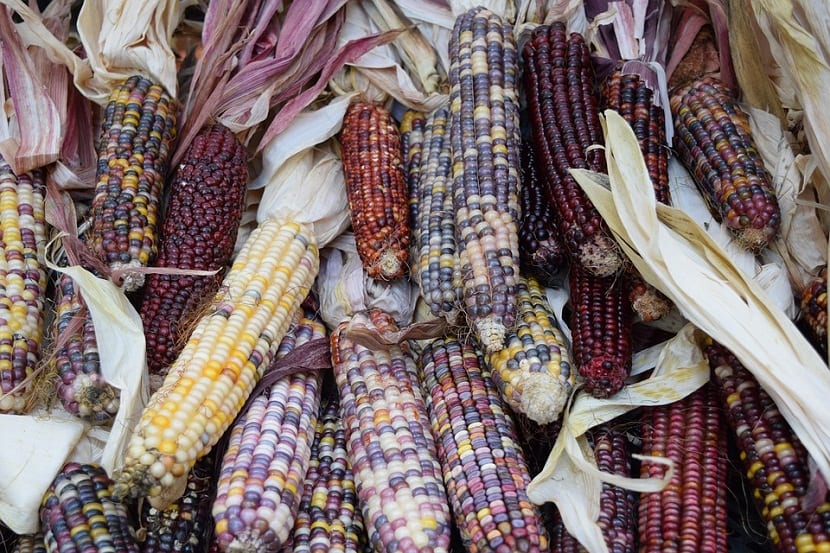 mazorcas de maiz con colores diferentes en cada una