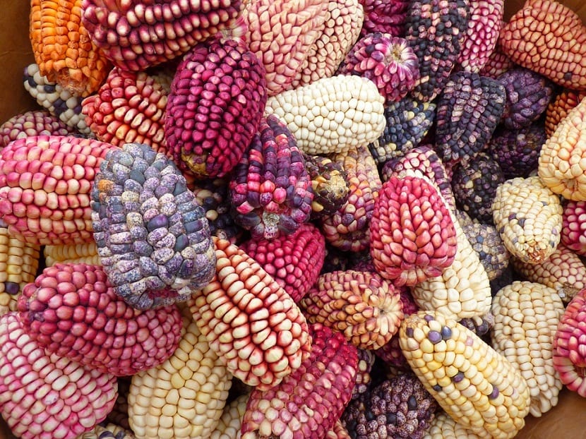 mazorcas de maiz de diferentes tamanos y colores