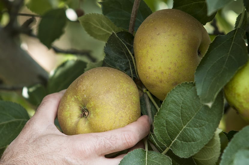 Manzana reineta en el árbol
