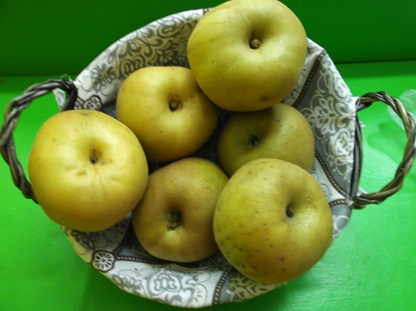 Variedad de manzana reineta