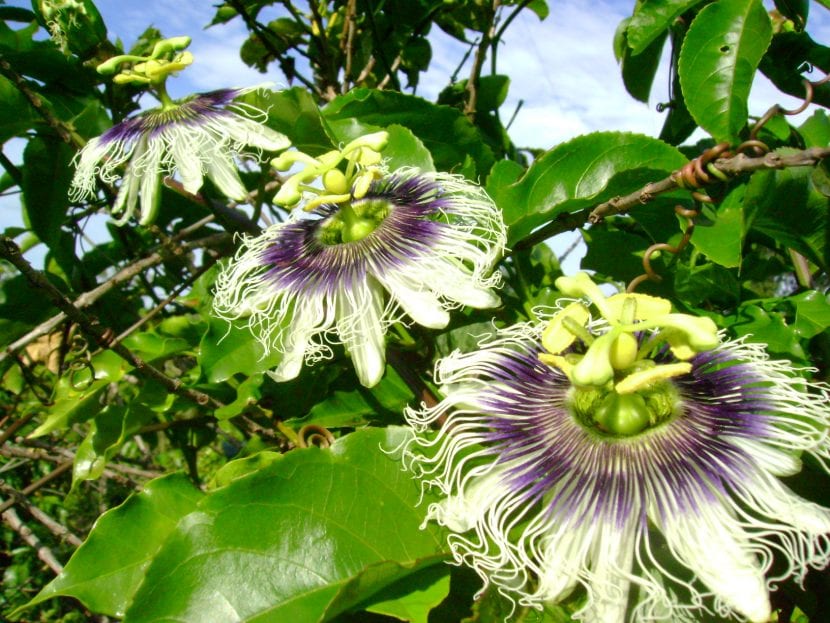 Vista de la planta Passiflora edulis 'Flavicarpa'