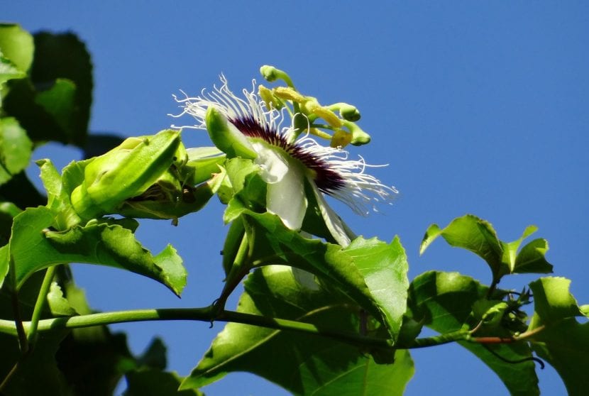 La Passiflora edulis es una planta trepadora