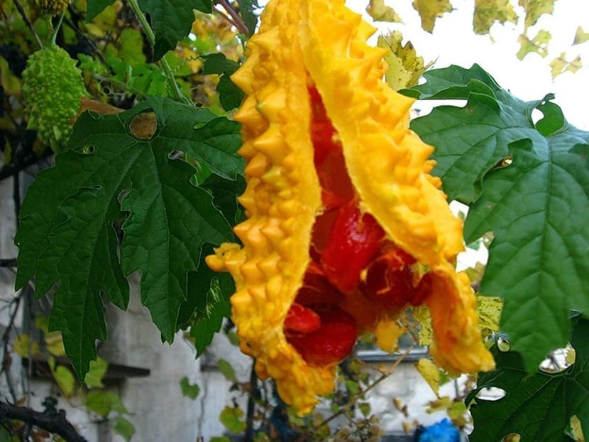 fruto del melon amargo
