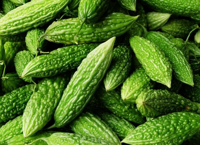 melon amargo fruto
