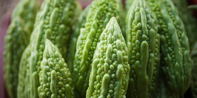 melon amargo