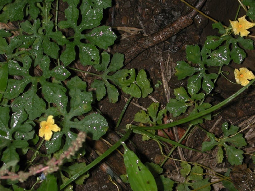 ramas de Momordica chara