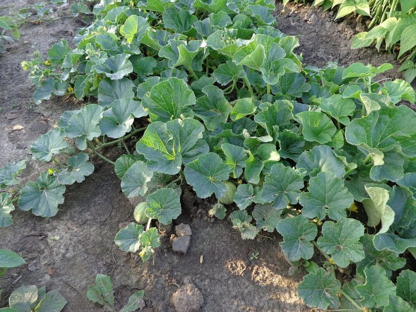 La planta de melón se siembra en primavera