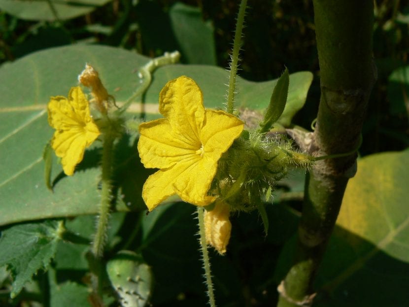 Las flores del melón son amarillas