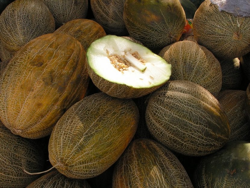 El melón piel de sapo es una planta