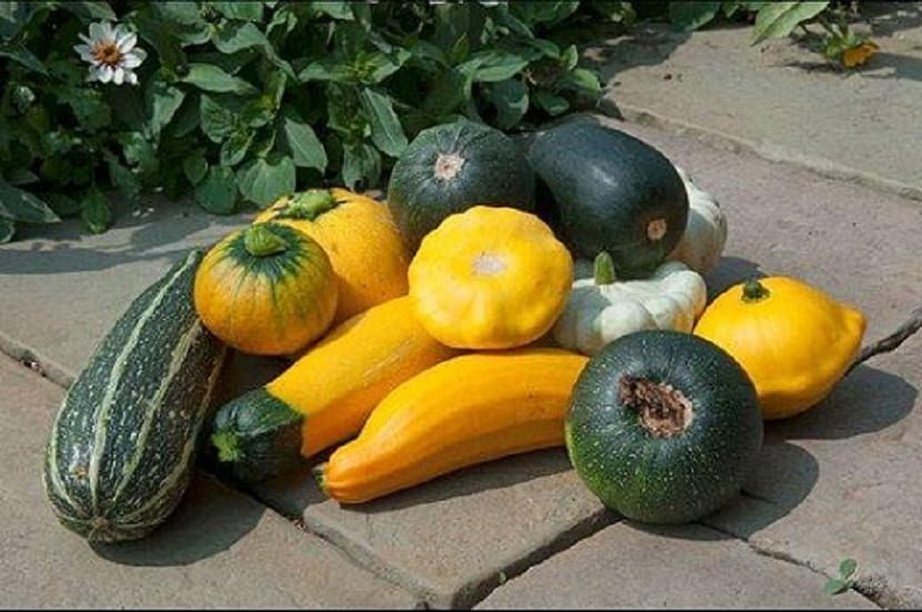 vegetales huerta